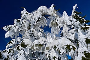 Fir tree brunches frozen and covered with hoar frost and snow against bright blue sky on a winter day.