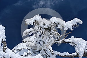 Fir tree brunches frozen and covered with hoary frost and snow against bright blue sky on a winter day.