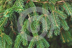Fir tree brunches natural background, green Christmas tree twigs texture closeup