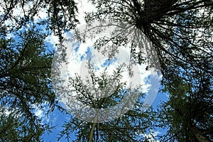 Fir tree canopy, in Fewston, in the Yorkshire Dales, England.