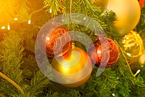 Fir tree in chirstmas festivals with red and gold balls background