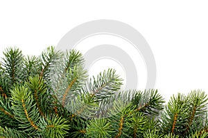 Fir tree - christmas background