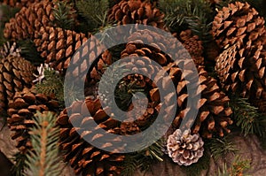 Fir-tree cone forest large brown integer natural rustic background traditional decoration