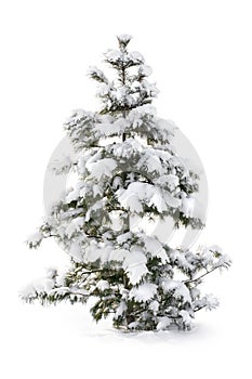 Fir tree covered with snow.