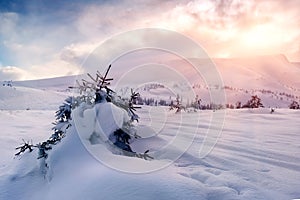 Fir-tree covered by snow and blue cloudy sky. natural winter background