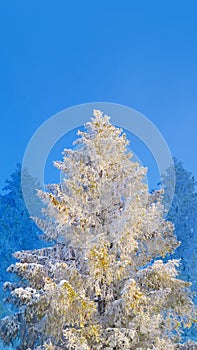 Fir tree covered by snow and hoarfrost on blue sky background