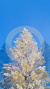 Tanne ein Baum bedeckt entsprechend der schnee a innovieren auf der blauer himmel 