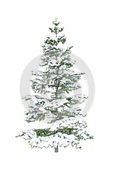 Fir tree covered with snow isolated on white background