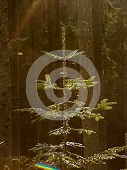 Fir tree at the Duruitoarea Waterfall, One Of The Most Visited Locations In Ceahlau National Park, Romania