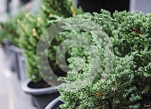 Fir tree in flower pot with raindrop