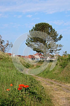 Fir tree, footpath, poppies, sand dunes, Bamburgh