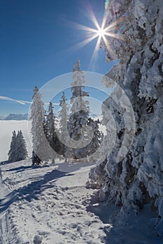 Fir tree forest covered in winter with snow, sun, blue sky