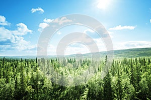 Fir tree forest in sunny day