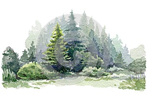 Fir tree forest watercolor image. Hand drawn relistic lush pine illustration. Evergreen natural spruce trees and bushes