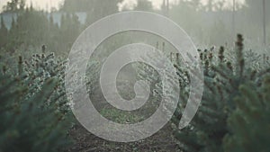 Fir-tree garden under the rain