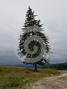 Fir tree on hill in a mountain area