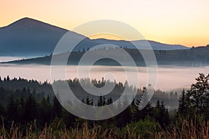 Fir tree on the hillsides in the fog at dawn among the mountains at dawn. An idealistic morning picture i