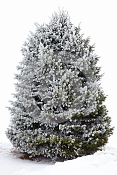 A fir tree in hoarfrost