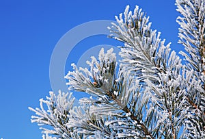 Fir tree with hoarfrost