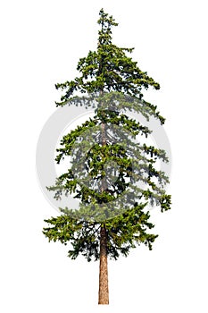 Fir tree isolated