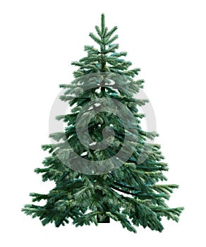 Fir-tree isolated on white