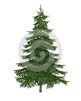 Fir tree isolated on white background photo