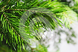 Fir tree in the light macro background. Christmas spruce branch. Forest green plant detail