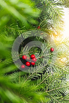 Fir tree in the light macro background. Christmas spruce branch. Forest green plant details, soft focus.