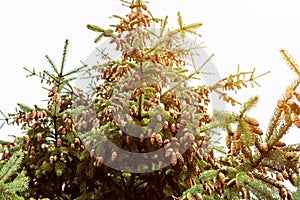 Fir tree with lots of pine cones at sunset, evergreen tree with pine cone seed pods in natural light