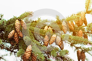 Fir tree with lots of pine cones at sunset, evergreen tree with pine cone seed pods in natural light