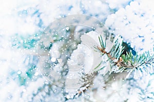 Fir tree macro background. Winter wallpaper with snowflakes. Frozen spruce branch detail