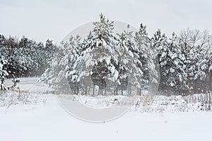 Fir tree in a mountain forest covered by snow. Winter landscape background. Gloomy overcast winter day in coniferous forest