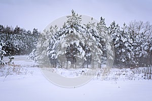 Fir tree in a mountain forest covered by snow. Winter landscape background. Gloomy overcast winter day in coniferous forest