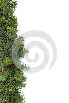 Fir tree natural background - christmas