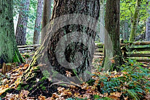 Fir tree near a wooden fence on the Chris Hadfield Trail, Salt Spring Island, BC, Canada