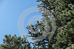 Fir tree needles close up, blue sky background