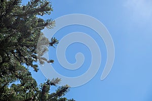 Fir tree needles close up, blue sky background