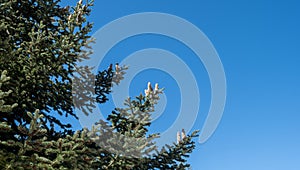 Fir tree needles close up, blue sky background