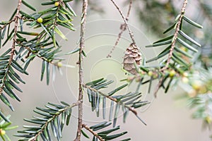 Fir Tree Needles and Cone