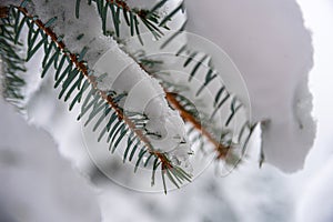 Fir tree needles covered by the white snow