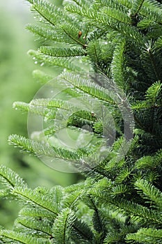 The fir-tree needles with the drops of water on it over green ba