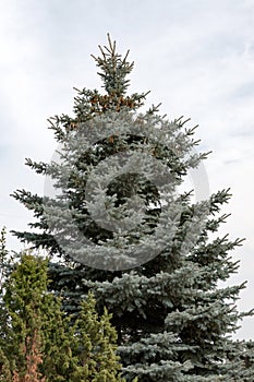 Fir tree with pine cones on a background of sky