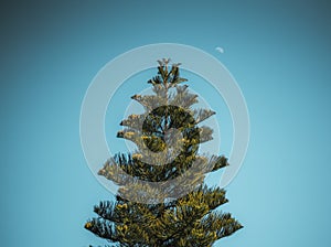 A fir tree Pinheiro and the sky photo