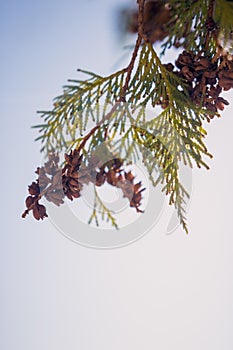 Fir tree with seeds under the blue sky