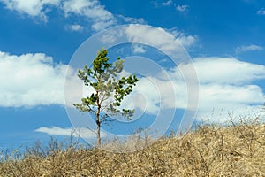 Fir tree on a slope against the blue spring sky