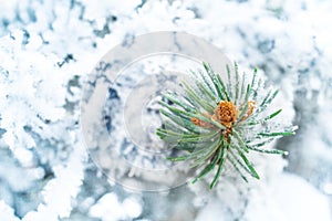 Fir tree with snow, blue macro background. Winter Christmas snowy weather. Frozen spruce branch