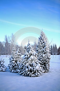 Fir tree With Snow Covered Trees On A Cold Winter Day