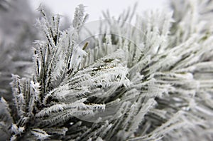 Fir tree with snowflakes