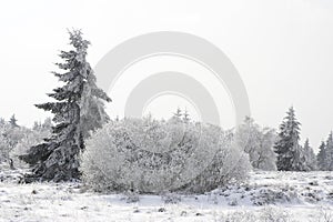 Fir tree on a snowy forest glade