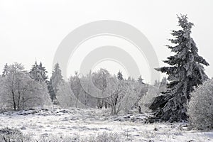 Fir tree on a snowy forest glade